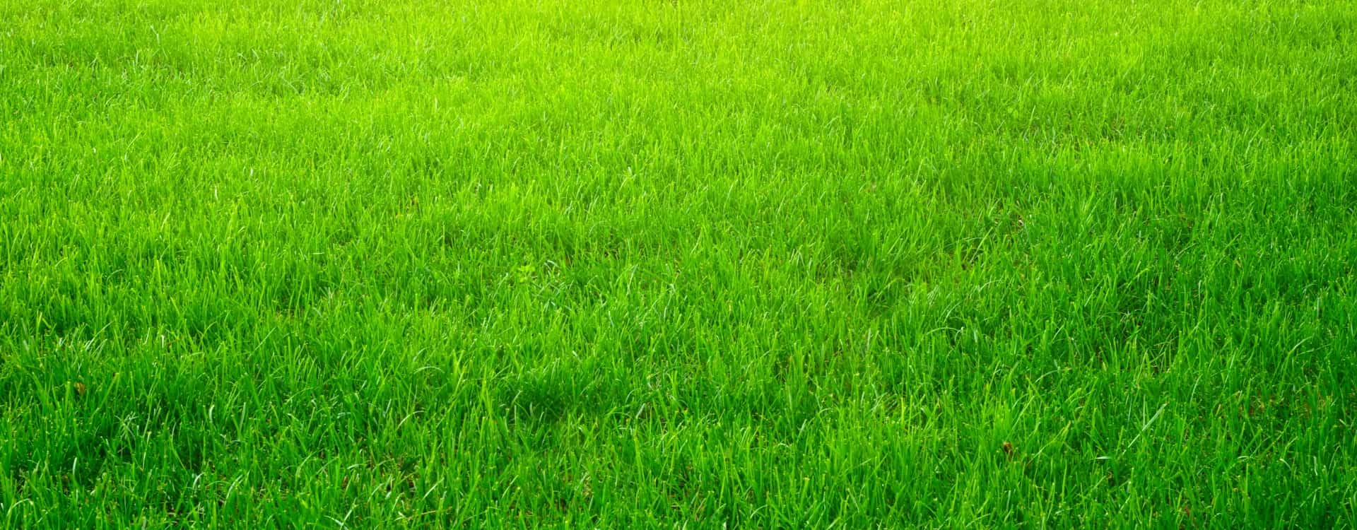 LawnCat Lawn Care Banner