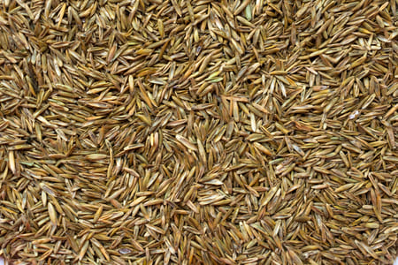 Best Grass Seed Types For Richmond KY Lawns - Tips For Healthy Lush Green Lawns Thumbnail